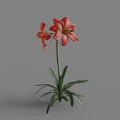 MT PM V64 Hippeastrum rutilum 01 01