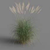 Miscanthus sinensis 01 06