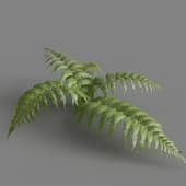 MT PM V82 Parathelypteris glanduligera 01 01