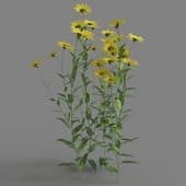 Helianthus microcephalus 05