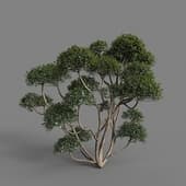 MT PM V77 Phillyrea latifolia 01 02