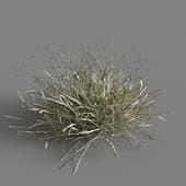 042 Melica nutans v3