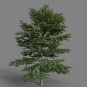 MT PM V56 Cornus alternifolia 01 01