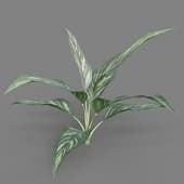 Aglaonema spp 03