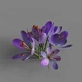 MT PM V91 Crocus sativus 01 05