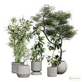 Комнатные растения 2.