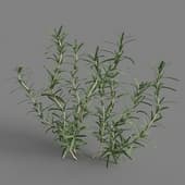 Salvia rosmarinus 01 03
