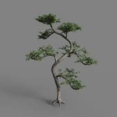 MT PM V78 Zanthoxylum piperitum 01 04