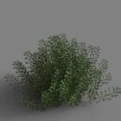 MT PM V85 Artemisia abrotanum 01 03