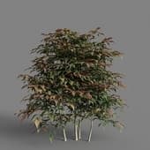 MT PM V58 Nandina domestica 01 06