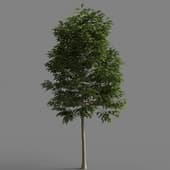 Quercus palustris 011-3