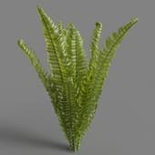MT PM V82 Matteuccia struthiopteris 01 04