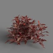 MT PM V83 Alternanthera reineckii 01 01