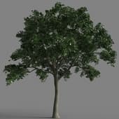 Ulmus 58-041