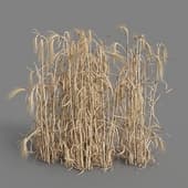 MT PM V38 Hordeum 01 09