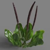 025 Plantago maior v1
