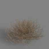 MT PM V79 Salsola tragus 01 04