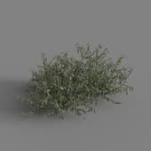 MT PM V79 Alhagi sparsifolia 01 05