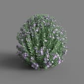 AM 154 036 Leucophyllum Frutescens