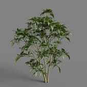 MT PM V93 Capsicum annuum 01 02