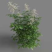 Aruncus dioicus 01