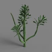 MT PM V91 Euphorbia royleana boiss 01 05