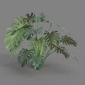 MT PM V4 Monstera deliciosa 03