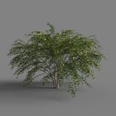 MT PM V68 Jasminum nudiflorum 01 01
