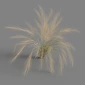 Nassella tenuissima 01 06