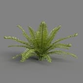 MT PM V82 Matteuccia struthiopteris 01 06