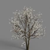 MT PM V56 Amelanchier canadensis 01 05