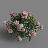 MT PM V70 Hydrangea macrophylla Crimson 01 04