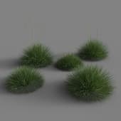 Festuca gautieri 01 06