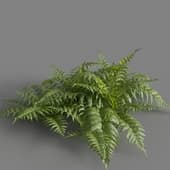 MT PM V82 Parathelypteris glanduligera 01 07
