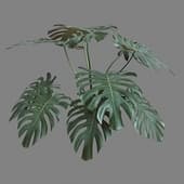 MT PM V4 Monstera deliciosa 05