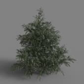 MT PM V58 Cryptomeria fortunei 01 05