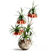 Crown Imperial
