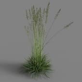 Koeleria macrantha 01 07