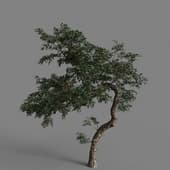 PM V85 Taxus baccata 02 03