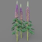 Lupinus 03