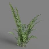 Nephrolepis exaltata 03