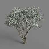 Amelanchier1