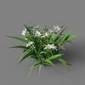 Ornithogalum umbellatum 039