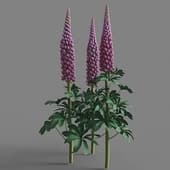 Lupinus 02