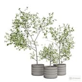 Indoor plants set 5.