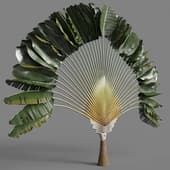 052 ravenala madagascariensis