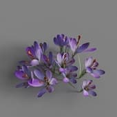 MT PM V91 Crocus sativus 01 06