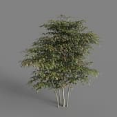 MT PM V58 Nandina domestica 01 04