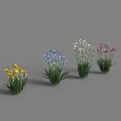 Цветы ириса (Iris germanica) 4 цвета