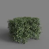 MT PM V58 Pittosporum glabratum 01 05